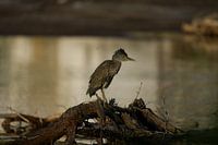 Juvenile quack (Nycticorax nycticorax) on branches at Bullenbaai Curaçao.