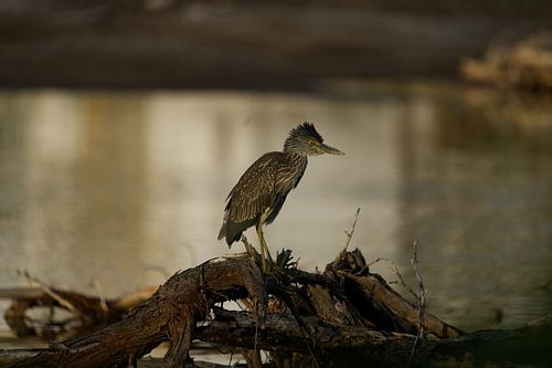 Juveniele kwak (Nycticorax nycticorax) op takken bij Bullenbaai Curaçao.