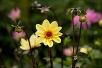 Dahlias's single-flowered on the Veluwe