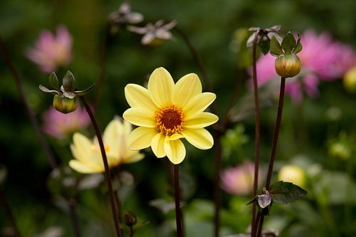 Dahlia droomwereld