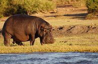 Nijlpaard aan de rivier van Erna Haarsma-Hoogterp thumbnail
