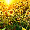veld met zonnebloemen in tegenlicht van Paul Piebinga
