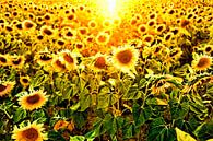 champ avec tournesols en contre-jour par Paul Piebinga Aperçu