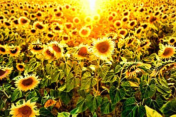 sunflower field