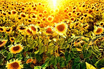 veld met zonnebloemen in tegenlicht van Paul Piebinga