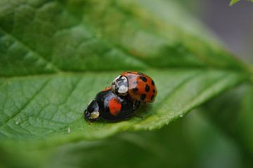 Lieveheersbeestjes tijdens liefdesspel by Con Balfoort