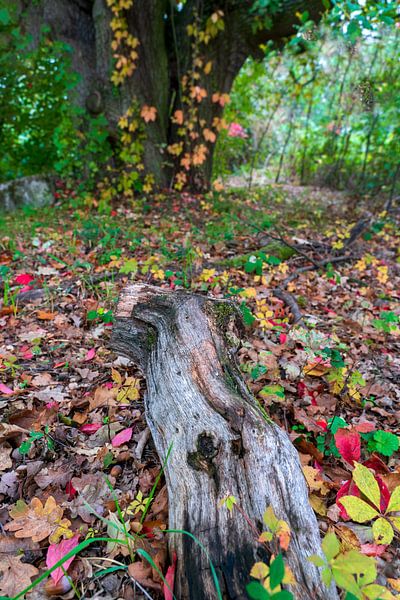 Alter Baumstamm im bunten Herbstlaub von Flatfield