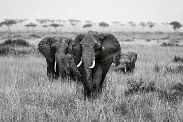Olifanten in de Masai Mara van Roland Brack