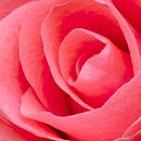 rose rose sur Klaartje Majoor Aperçu
