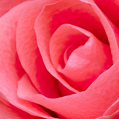 roze roos