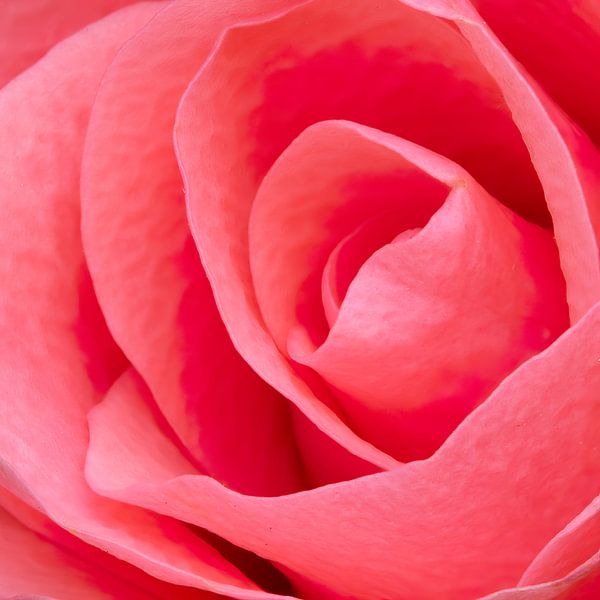 roze roos van Klaartje Majoor