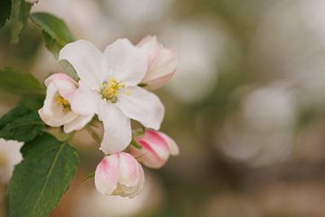 Appelbloesem 'Touch of Pink' van Dagmar Hijmans