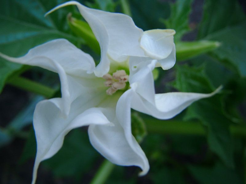 Flower par Desiree Barents