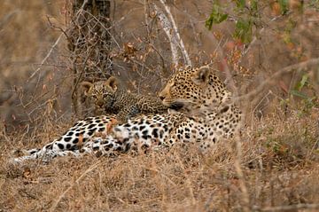 Leopard von paul van Gaalen