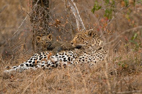 Leopard