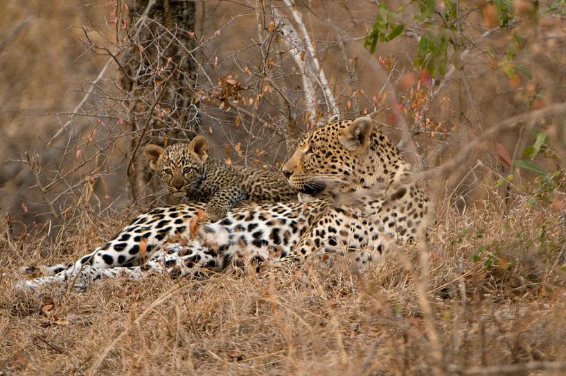 Leopard by Paul van Gaalen, natuurfotograaf