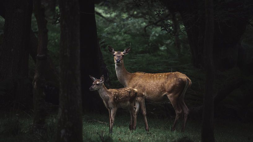 Hello World! by Alex Pansier