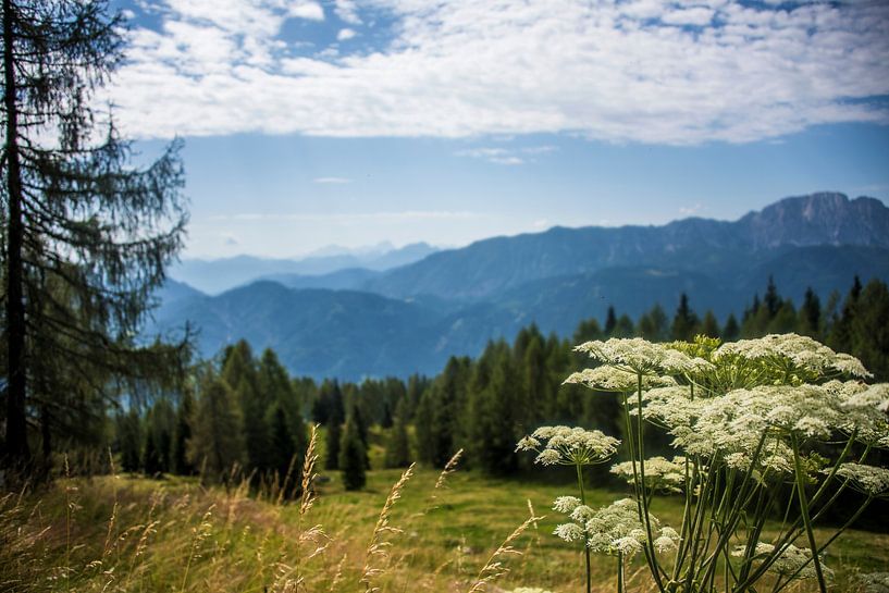 Bergblume von Beeldspraak