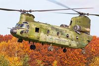 Chinook transporthelikopter met herfst kleuren