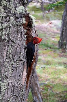 Magellanic woodpecker
