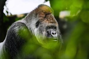 Riesengorilla (erwachsener Westlicher Flachlandgorilla)