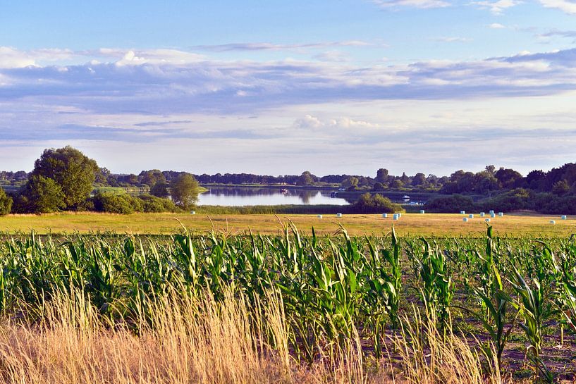 Junges Maisfeld vor dem Beetzsee in Bollmannsruh  von Silva Wischeropp