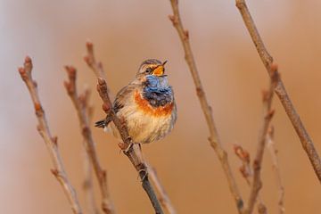 Bluethroat, Haagse Beemden, warm portrait landscape 2x3 by Andre Gerbens