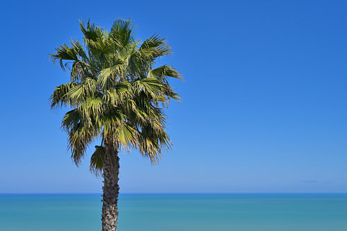 Un palmier tropical au bord de la mer bleue