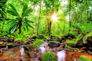 Ruisseau dans la jungle de Masoala