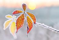 Cold Autumn Morning by Christa Krus thumbnail