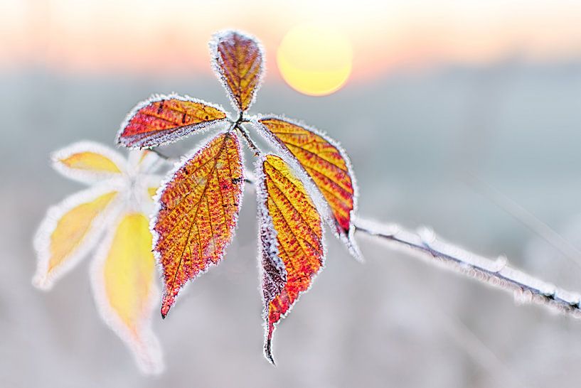 Cold Autumn Morning by Christa Krus
