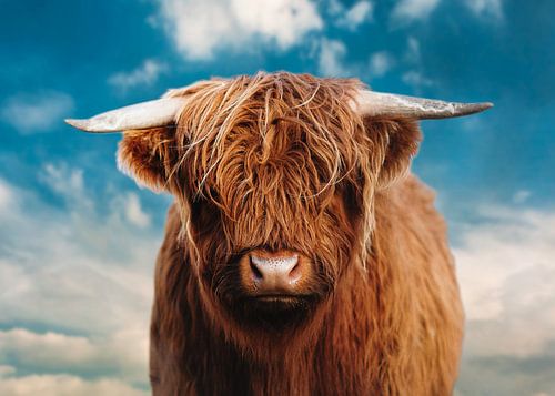 Kleurrijk portret foto van een Schotse hooglander.