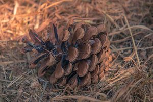 Fruchtbarer Herbst