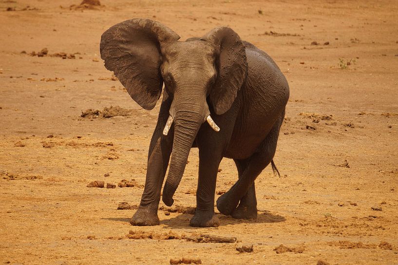 Olifant in de aanval by Erna Haarsma-Hoogterp