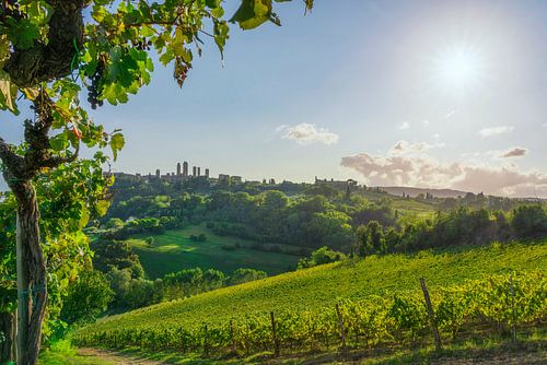 San Gimignano Skyline from Tuscan Vineyard at Sunset