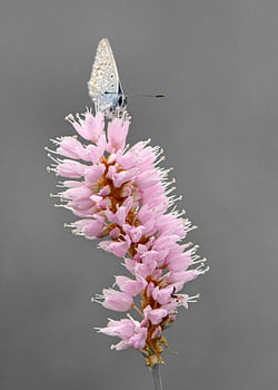 Common Blue on pink knotweed