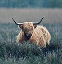 Schotse hooglander van Klazina Visser thumbnail