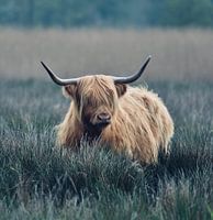 Schotse hooglander