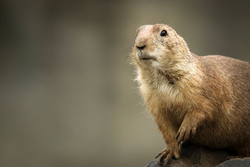 Prairie Dog by Kimberley van Eck