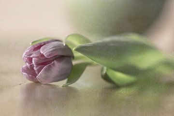 Roze Tulp in een romantische setting. van Ellen Driesse