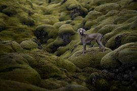 Weimaraner Lady at the Lavaveld by Traveling dogs