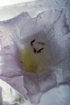 Gladiolus in ijs 3 van Marc Heiligenstein
