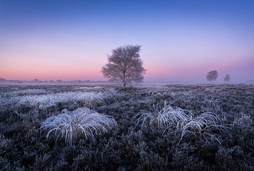 Frozen sur Mario Visser