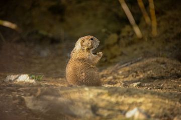 Prairie dog by Saartje Lommelen