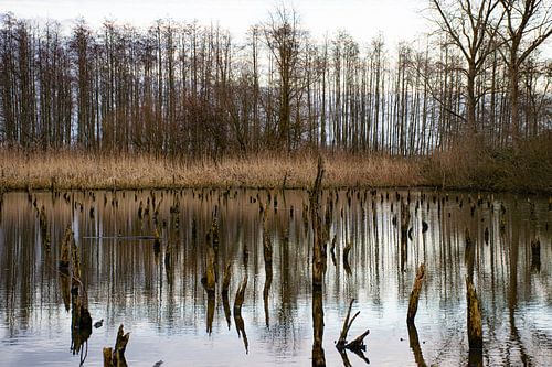 Verdronken bos