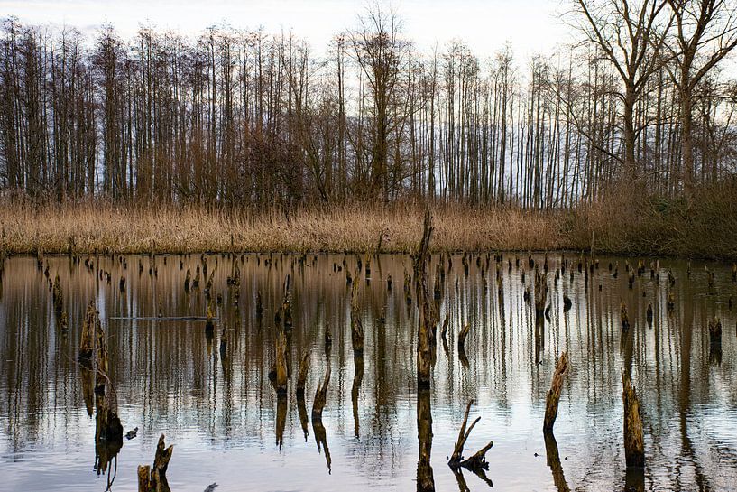 Drowned forest by Ingrid de Vos - Boom