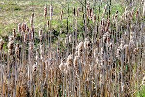 Reed belt in Holland