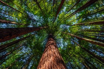 Rotorua Redwoods, New Zealand