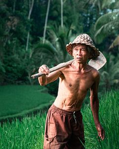 Landwirt auf den Reisterrassen von Tegalalang in Ubud, Bali.