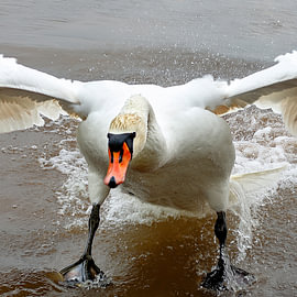 Le cygne s'approche de moi
